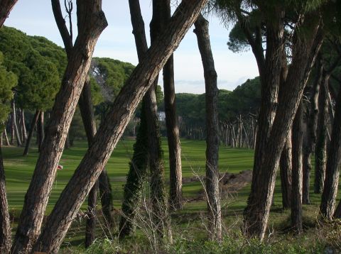 Woods around Mandelieu golf course